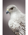 Lladro 01008722 GYRFALCON Porcelaine Lladro