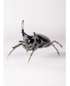 Rhinoceros beetle Lladró Porcelain 01009425