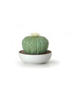 Astrophytum cactus-gardens of valencia Lladró Porcelaine 01040185 